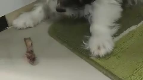 Addorable puppy eat chicken bone