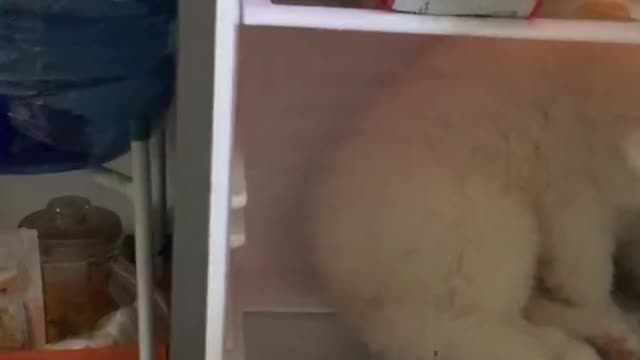 Dog Sleeps in Fridge