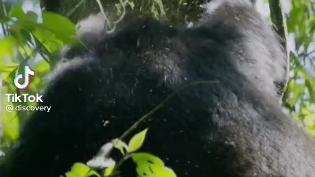 Large Gorilla 🦍 lived in jungle with his family