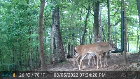The Woods – 08/06/2022