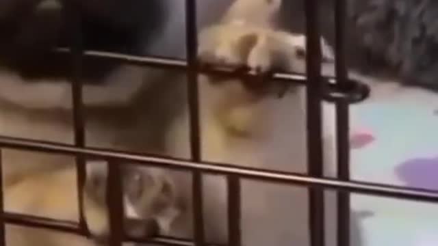 Dog funny video