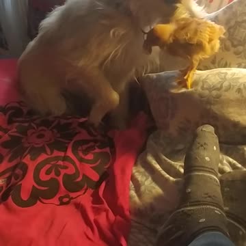 Luna and Goldi, lazy afternoon and kisses ;-)