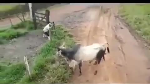 Cow versus dogs