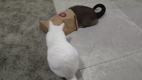 Two cats and a bag...