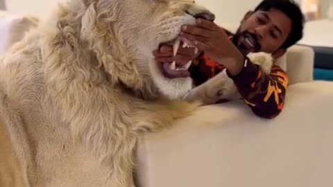 My naughty pets lions you must watch.