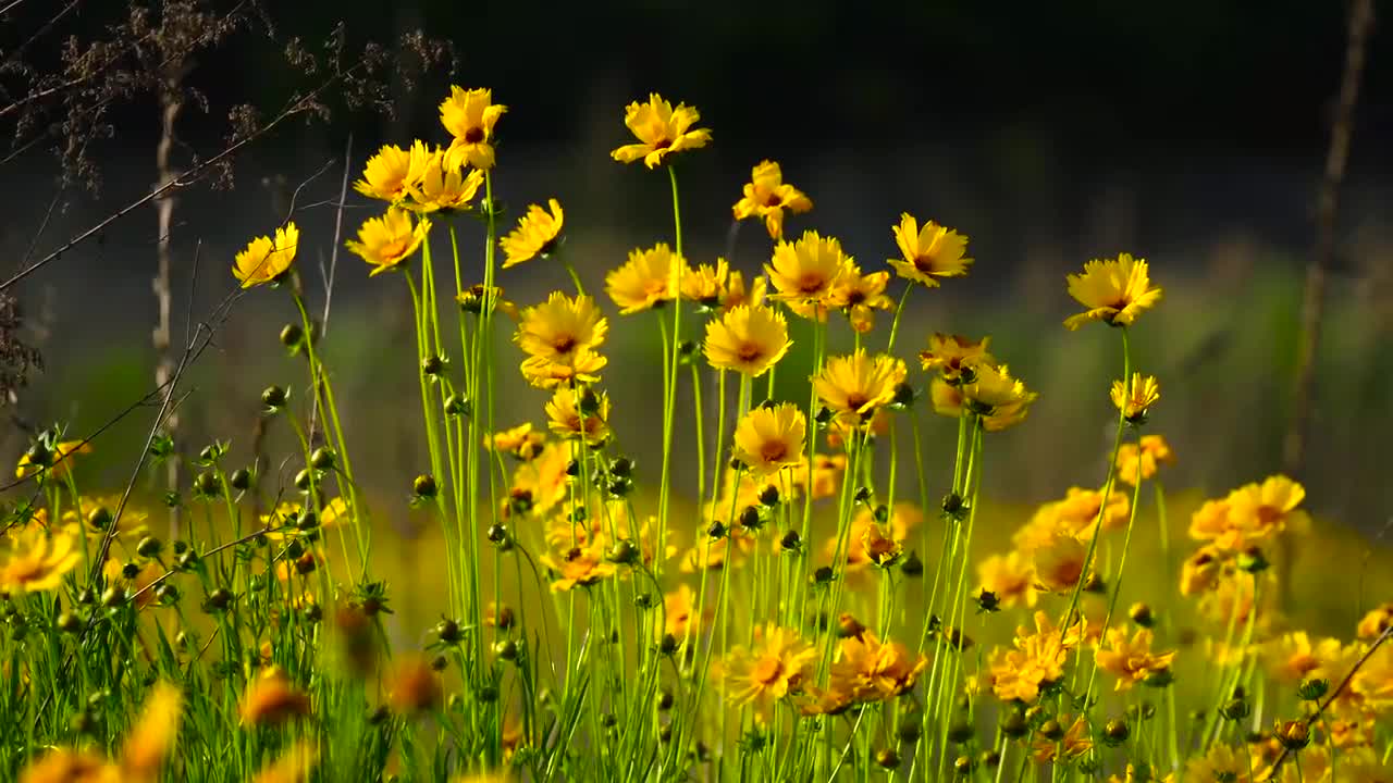 Flowers Beauty of Nature #relaxingmusic #instrumental #peacefulmusic