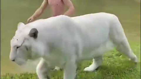 white Tiger short video.