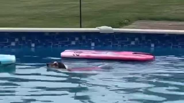 pet dog so happy