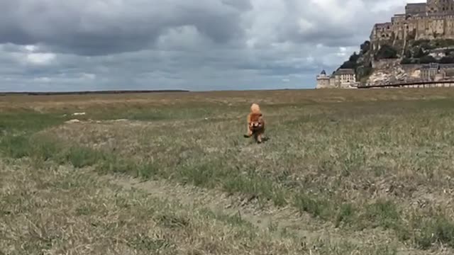 Chow chow that can jump!
