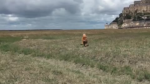 Chow chow that can jump!