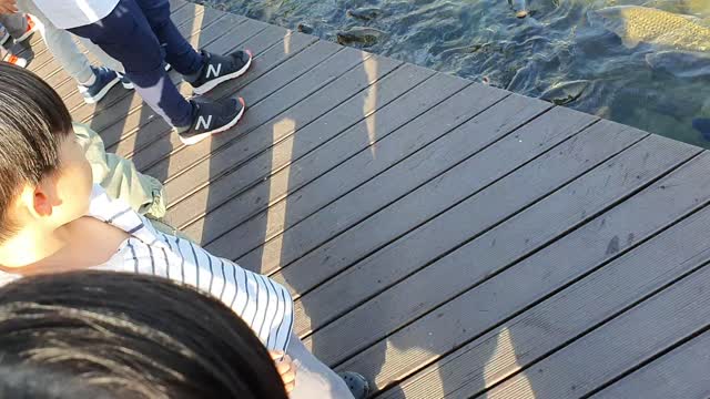 Smart Lake Park Carp