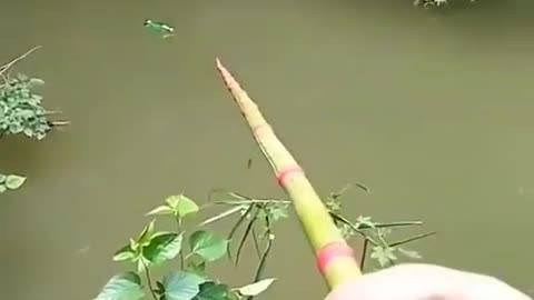 This is a beautiful and charming water-dwelling species