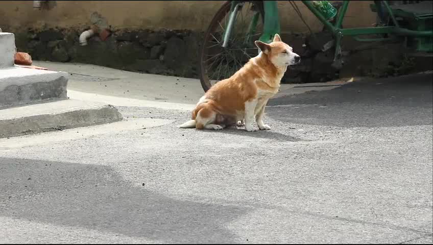 This is the country dog. He is 2 years old. He doesn't like meat. Fantastic dog.