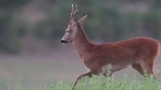 A little antelope