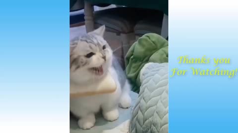 Funny and Cute Cat's & Dog's Life