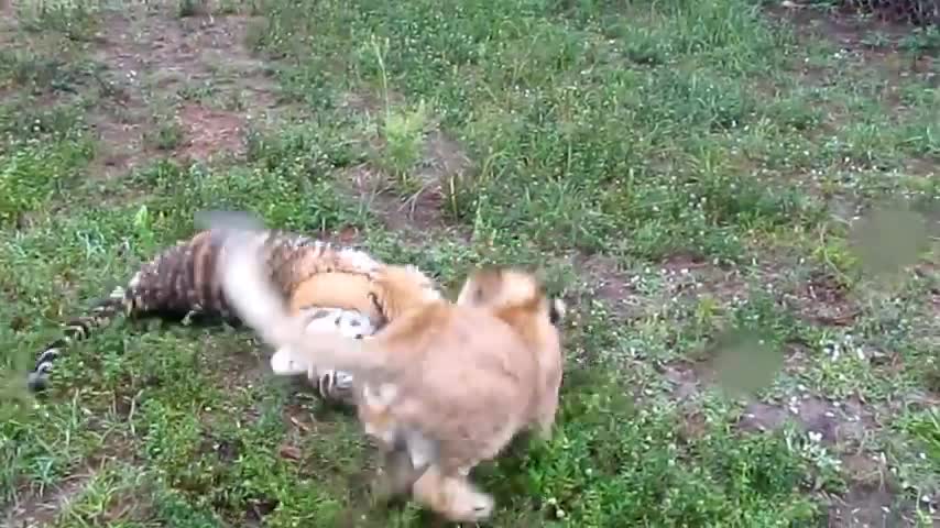 Lion cub plays with Hermas