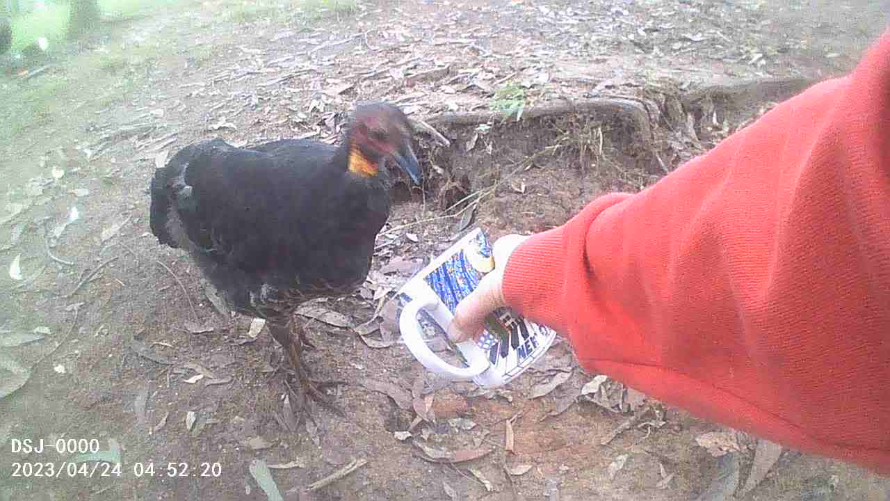 Beaky and Sneaky Wullumbin Drinks, Sinatra Creeps :) Another Sip of Soymilk Please