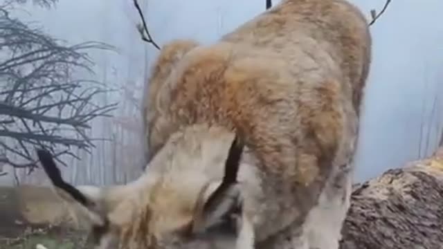 Meeting a Lynx in Harz Mountains, Germany |Entertainment World .