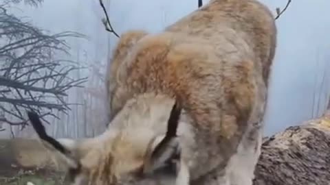 Meeting a Lynx in Harz Mountains, Germany |Entertainment World .