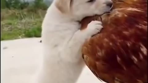 funny video animal...