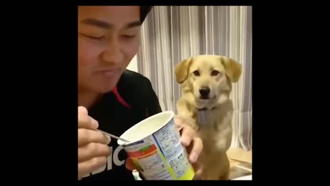 😁 Dog sneakily looks at what his owner is eating 😁