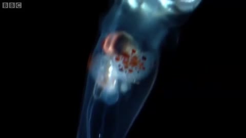 Strange Bioluminescing Deep Sea Animals | Blue Planet | BBC Earth