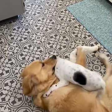 Encuentra a su Golden con la cabeza de su hermanito dentro de su boca para mantenerlo a raya