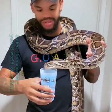 World's biggest snake drinking milk.