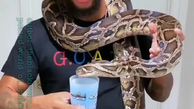 World's biggest snake drinking milk.