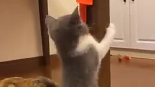 Cat trying to pull something