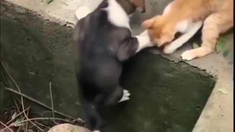 The cat helps the dog