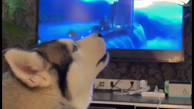 husky universal waking wolf howling