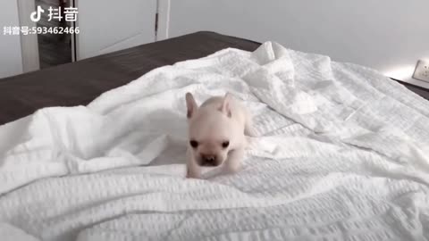 cute puppies