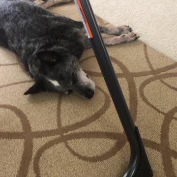 The Power of Pepperoni