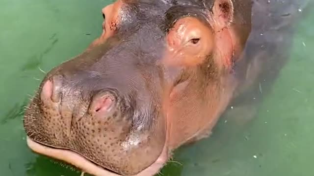 A hippopotamus