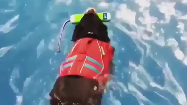 My Fantastic dog is swimming finally