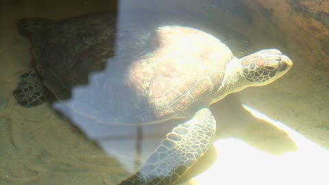 Adult turtle swimming in pool in conservation area in Sri Lanka