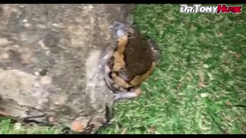 Normal day of TONY HUGE|Girls, fitness and more Girls|