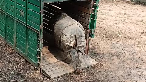 Assam's one horned rhinoceros