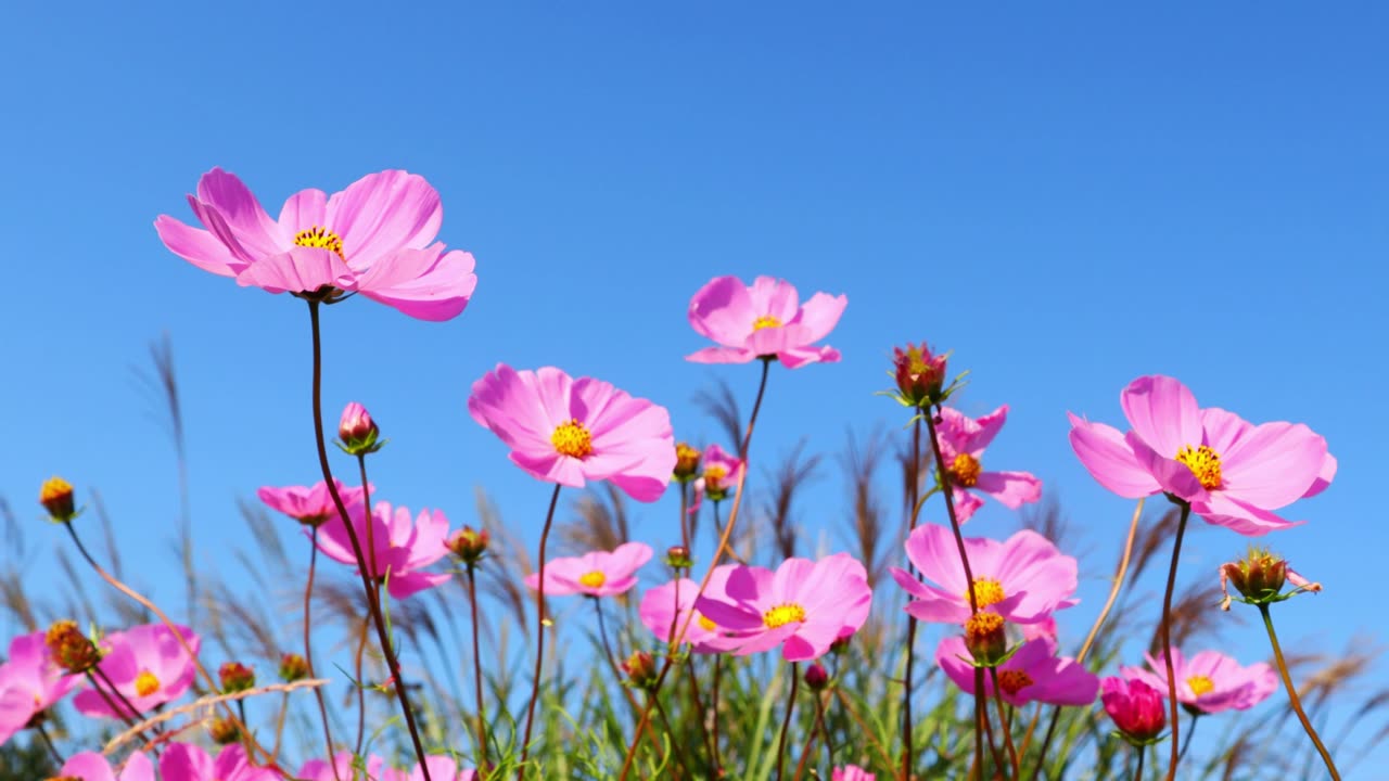 It's fall, the season when cosmos flowers bloom