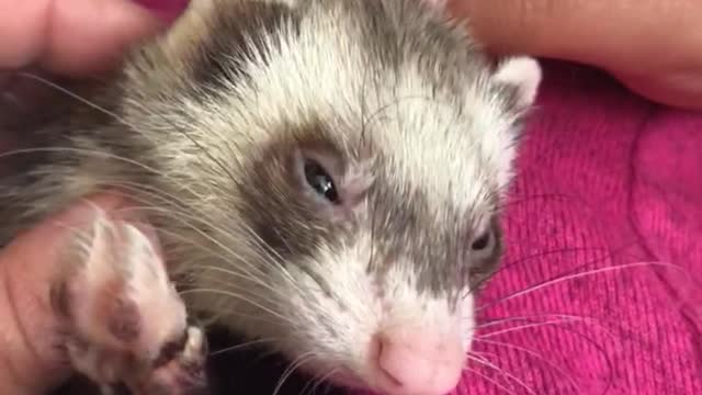 Ferret enjoys a good scratch