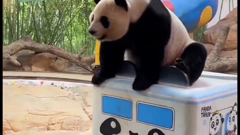 A lovely panda in the train