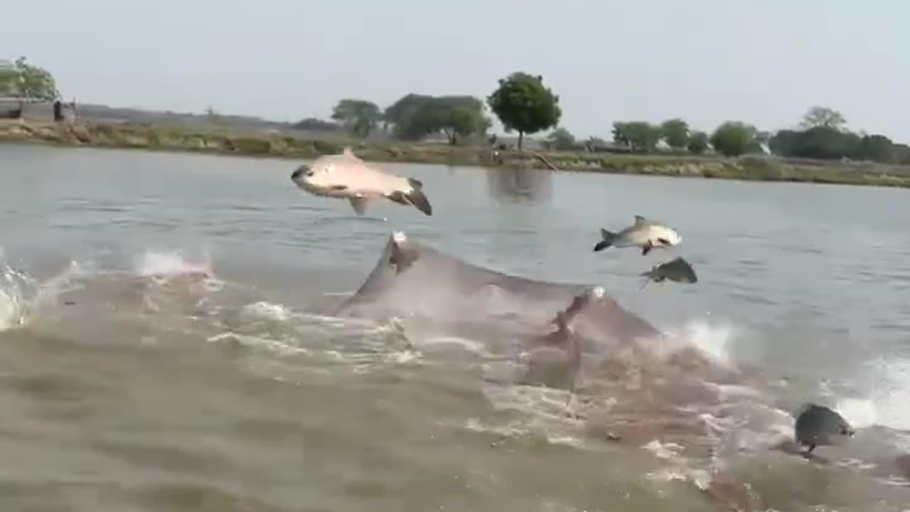 Milk Fish Harvesting