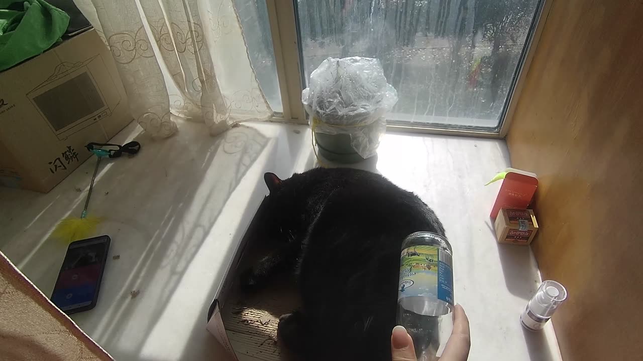 My pet cat vlog, his name is Heihei, 23/11, 2024,play with him by bottle #catvideo #asmr