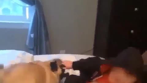 baby laughs funny when playing with her dog