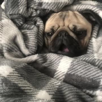 Adorable pug wakes up instantly at the smell of a treat