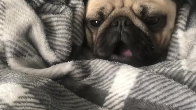 Adorable pug wakes up instantly at the smell of a treat