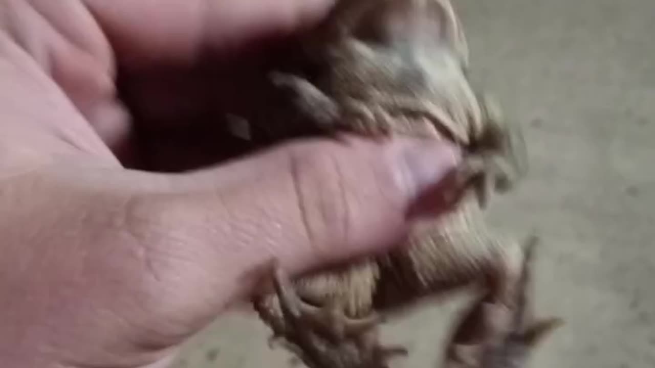 American toad