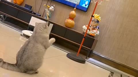 The cat always chases its tail, just like the dust falling in the past.