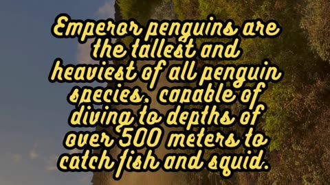 Animal Facts Emperor Penguins #shorts